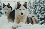 two siberian huskies laying in the snow