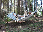 on the hammock with two dogs