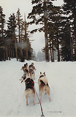 two siberian huskies laying in the snow