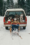 The dogs are loaded into the truck